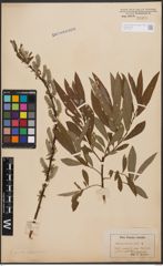 Salix aurita L. x Salix viminalis L.